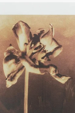 AllSaints BIAŁY Woda perfumowana ‘Sunset Riot’